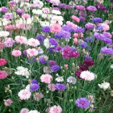 Cornflower Tall Mixed x 40, easy to grow, cottage garden,
