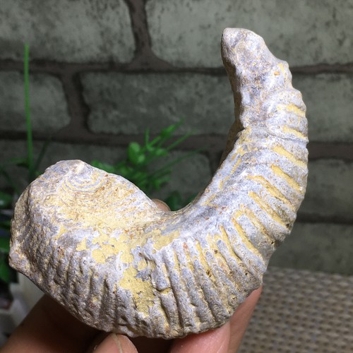 Rastellum Carinatum - Rare Oyster Shell Half Bivalve Sea Madagascar 139g a4182