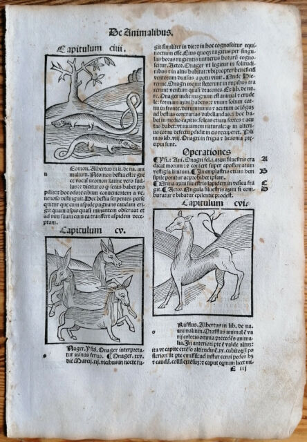 Original Post Incunabular Leaf Hortus Sanitatis Centaur Venice 1511- Original Post Incunabular Leaf Hortus Sanitatis Centaur Venice 1511-