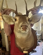 Vintage Whitetail Deer Shoulder Mount 9 Point Buck HeadMan Cave Decor *See Pic