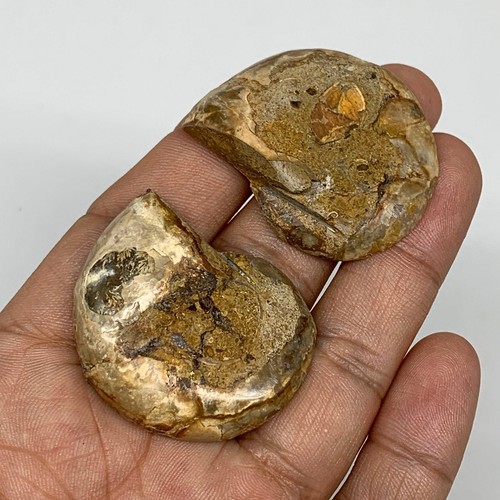 31.8g, 1.6"x1.3"x0.4", 1 Pair Half Cut Ammonite Polished Mineral @Madagascar,F22 - Picture 7 of 11