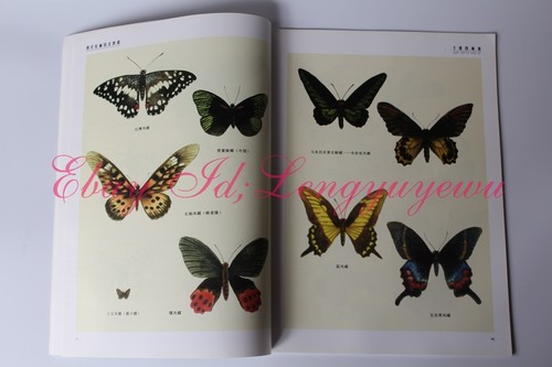 Butterfly Chinese Color ink Painting Tattoo Reference Book gongbi brush art绝版书 - Picture 4 of 11