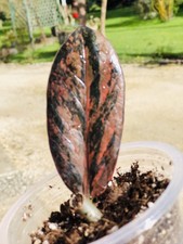 Zz Black Raven Variegata .Zz Black Raven Orange Variegata, Zz Variegata