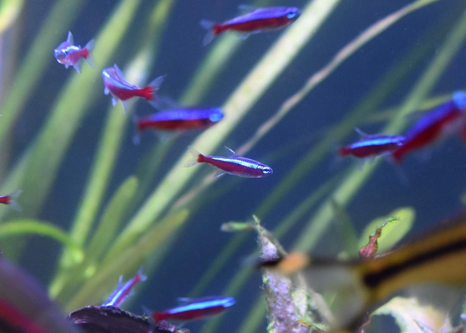 Freshwater & Marine Aquarium Stabilizer - 16.9 Oz Liquid Biofilter Treatment