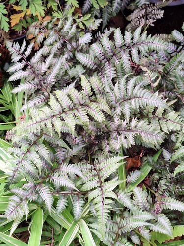 LADY FERN 'REGAL RED' 1000 SPORES (SEEDS*) FILIX FEMINA NIPONICUM, COLD HARDY - Picture 14 of 17