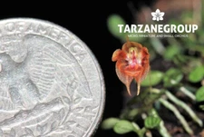 PLEUROTHALLIS DRESSLERI MICRO MINIATURE ORCHID LARGE MOUNTED