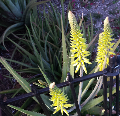 TRUE ALOE VERA 5lb Plant Barbadensis Miller Medicinal Organically Grown! |  eBay