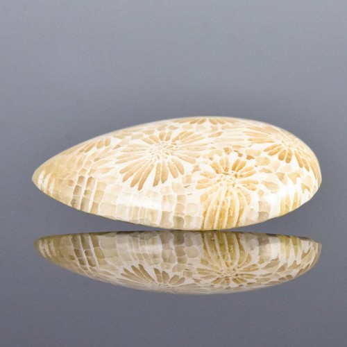 Rare Natural Agatized Fossil Coral Cabochon with Flower Pattern Indonesia 5.00g - Picture 11 of 14