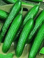 200+ Beit Alpha Cucumber Seeds - Persian / Lebanese --------- Heirloom - Organic