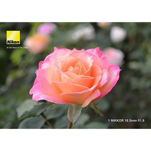 Nikon 1 Nikkor 18.5mm f/1.8 Prime Lens Silver para formato CX - Imagen 6 de 6
