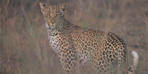 SOUTH AFRICA - 2001 "The Big Five" booklet, complete - Picture 10 of 12