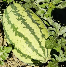 (FRESH) JUBILEE WATERMELON SEEDS NON GMO FRESH HARVEST FREE SHIPPING