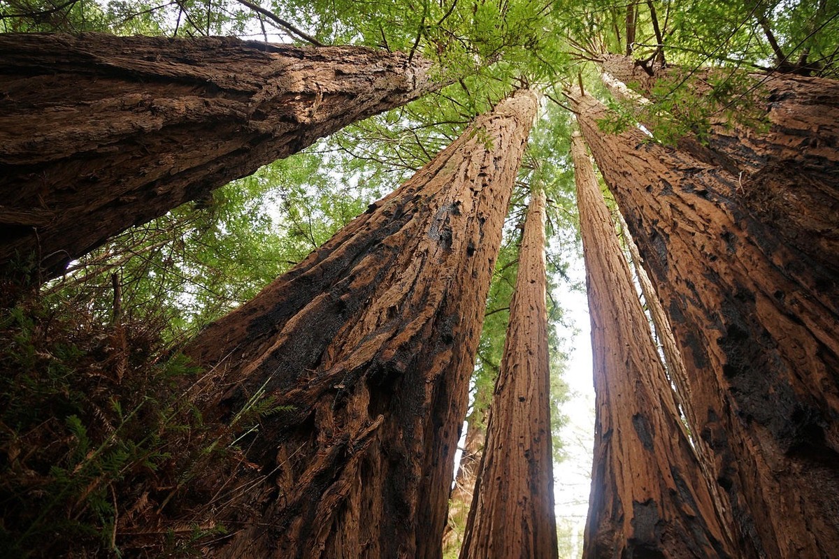 Sequoia Sempervirens - COAST REDWOOD - 10 Seeds - Giant Coastal
