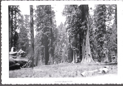 VINTAGE PHOTOGRAPH HUGE SEQUOIA TREE YOSEMITE NATIONAL PARK CALIFORNIA OLD PHOTO