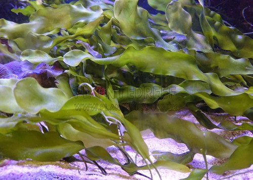 Marine Macroalgae Frag | Macro Algae | Refugium | Seahorse | Chaetomorpha Chaeto - Picture 23 of 57