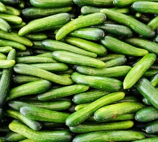 Alpha Cucumber Seeds for Planting (30 Seeds) Persian Beit Alpha (a.k.a. Lebanese