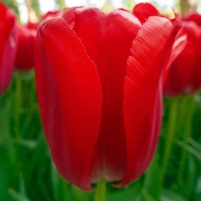 10 - RED PRIDE Darwin Hybrid Tulip Flower Bulbs  * A LONG STEMMED PERENNIAL
