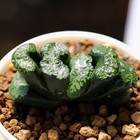 3-4CM Succulent Plant Haworthia Daikoku Truncata Liliaceae Home Garden Beautiful
