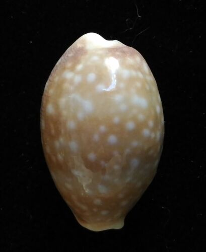 Caracoles Cypraea vitellus DWARF 27 mm F++ - Imagen 3 de 4