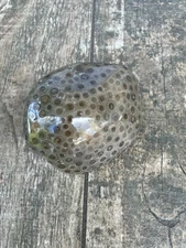 10.6oz Beautiful Polished Petoskey Stone Fossil Lake Michigan Coral Dark Eye