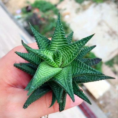 Succulent Plants Live House Plants for Office and Garden Decor The Glass Palace