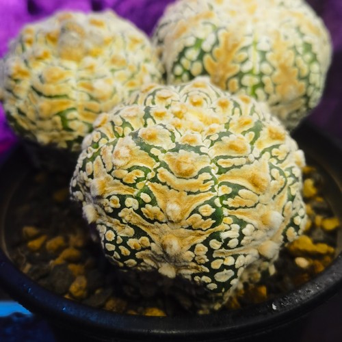 0608-------------Ariocarpus /Astrophytum myriostigma/ - Imagen 5 de 9