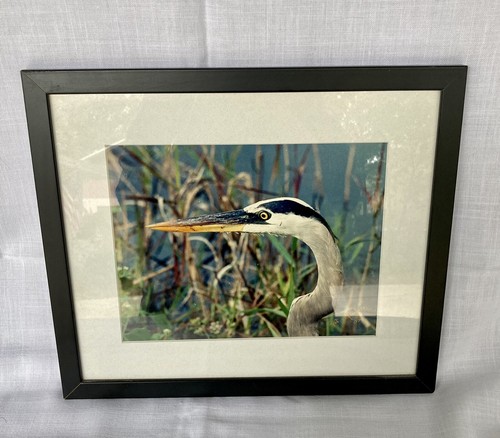 Blue Heron Framed Photograph Picture 14" x 12" signed by Capt Spider 2003 FL - Picture 4 of 4