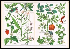 1887 Botanical Chromolithograph – Nightshade, Tobacco, Tomato & Ivy