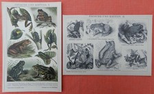 Fr&ouml;sche u. Kr&ouml;ten I + II Unke Teichfrosch  LITHOGRAPHIE 1895  Bufonidae Ranidae