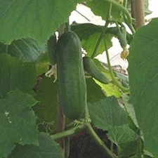 Iznik F1 Hybrid Cucumber Seeds - Very Rare find That originates from Turkey.!!(1