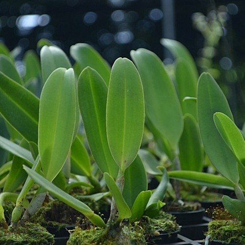 Pianta di Orchidea Cattleya Nana Honda 'Vulcano Queen' vaso misura 3-4 pollici - Foto 3 di 4