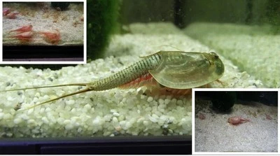 Triops Longicaudatus et Longicaudatus Red USA mélangés environ 50 œufs - Photo 1/3