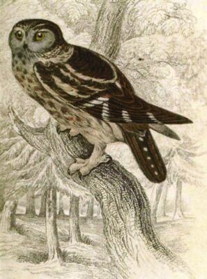 Postcard Tengmalm's Owl Illustration 1839 Jardine's Birds of Great Britain MINT