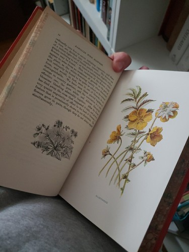Familiar Wild Flowers by F. Edward Hulme 1910 Vol I II - Picture 10 of 13