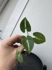 🌿 Syngonium Wendlandii 🌿 Heavily Rooted Cutting