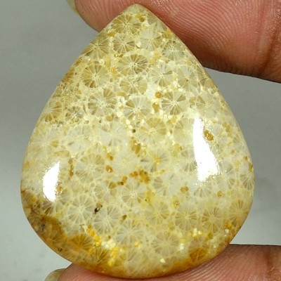 100% Natural Fossil Coral Pear Shape Cab Rare Loose Gemstone 33x28x06mm 38.55Cts