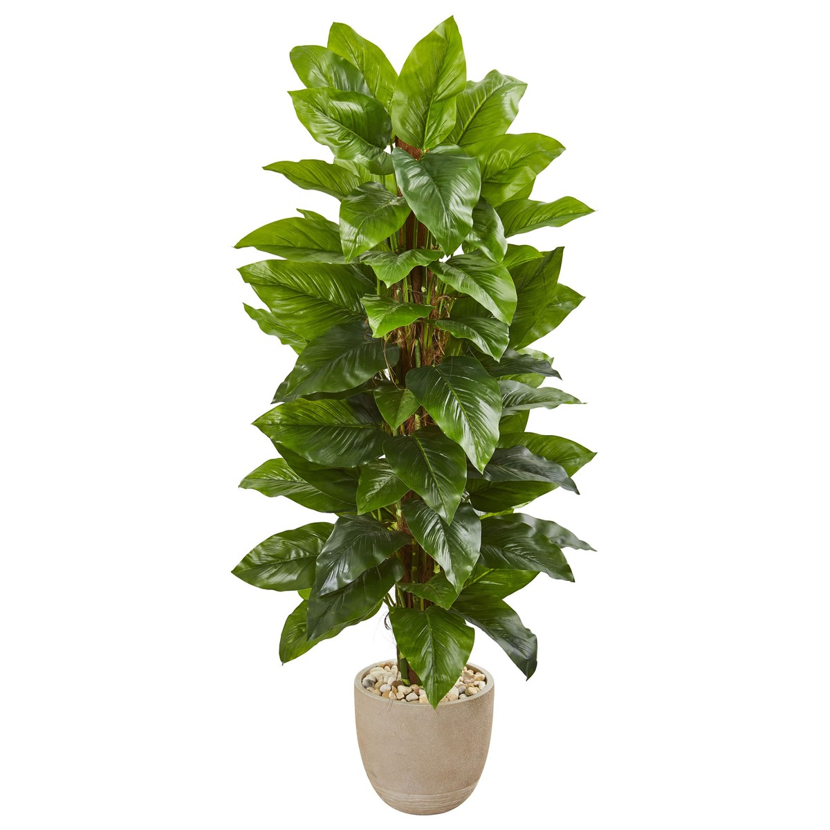 pothos epipremnum pinnatum albo variegata Pothos 'Albo Variegata' main image 0