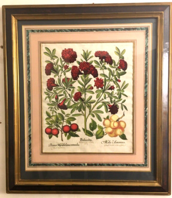 Bassillius Besler seltener Original Datum 1613 Kupferstich,montierter Handwerkerrahmen