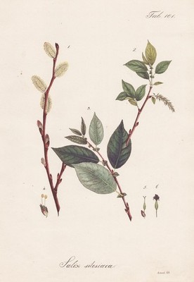 Willow Silesian willow sallow osier tree botany botany lithograph 1826