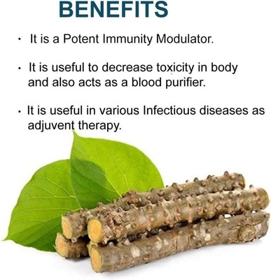 YOTOVA Fresh Giloy Guduchi Sticks  Neem Guruch Vine 10pcs for Ayurvedic Healing