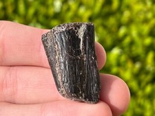 Texas Fossil Marine Reptile Rib Bone Mosasaur Plesiosaur Ozan Formation