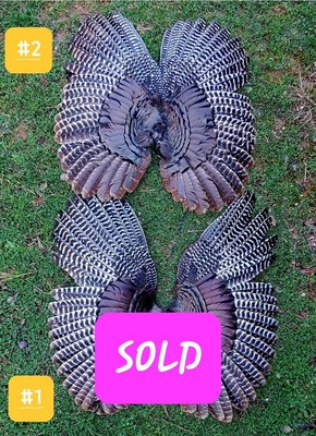 Wild Turkey Wings Feathers Eastern Fly Tying Fletching Rustic Cabin Decor Craft