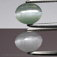  on The Hot Collector