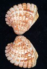 Picture 4 of 8