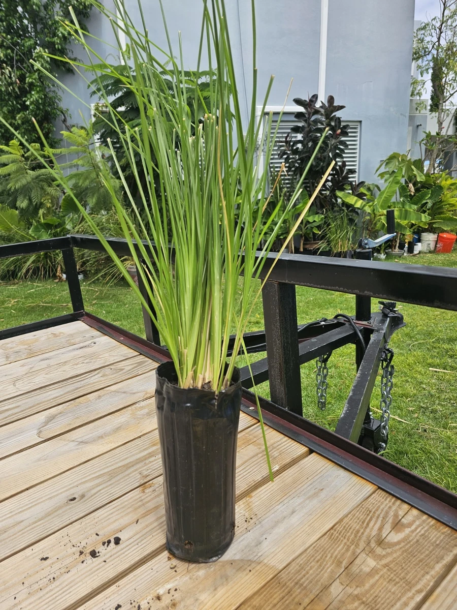 Vetiver live plant for EROSION CONTROL & Ornamental use | eBay