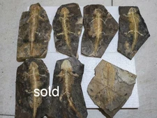 1pc Unique and Authentic Paleontological Fossil 91701