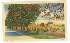 FARM SCENERY-CORNSTALKS-TREES-#S401-LINEN-FARM-(FARM-252)