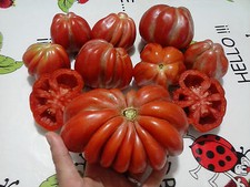 POMODORO PITANGA, RARISSIMO, 20 SEMI