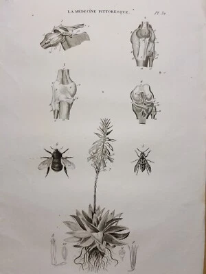 Antiquarische Radierung 1834 Anatomie Medizine Chirurgie Arzt Doktor Botanik RAR - Bild 1 von 4