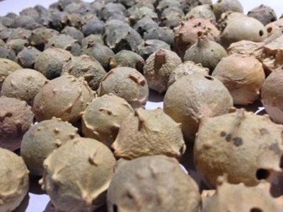 Majuphal Manjakani Quercus Infectoria Nutgalls Gallnüsse Oakgalls Majuphal ganz